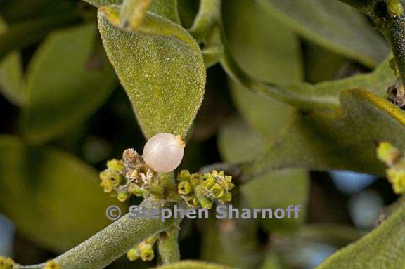 phoradendron leucarpum ssp. tomentosum 3 graphic